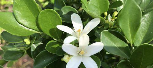 花与植物的坚强勇敢独立（生命力无限的花和植物）