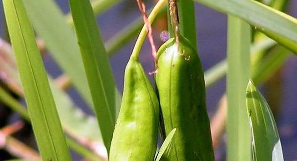 女性之花（从莲花到紫罗兰）