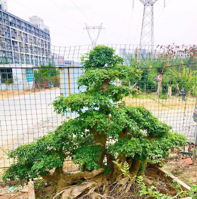 白蜡养殖方法与养护要点（打造高产高效的白蜡养殖基地）