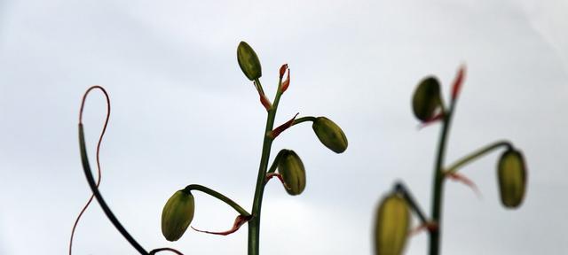 责任与担当（探索植物世界中的责任与担当）