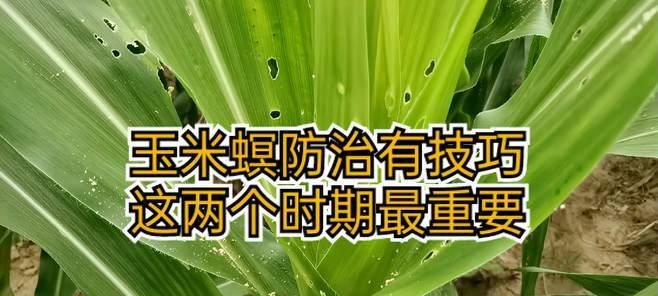 白蜡树钻心虫防治方法（教你如何有效预防白蜡树钻心虫的危害）