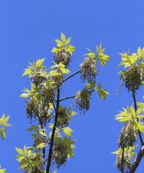 节白蜡叶子发蔫的原因及补救方法（防止节白蜡树枯萎的有效措施）