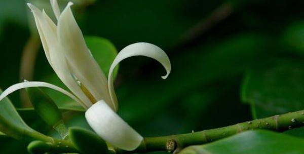 白兰花花谢后的养护方法（白兰花凋谢后怎么处理）