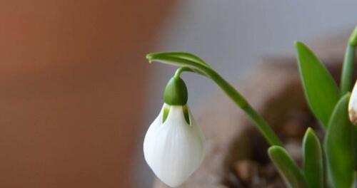 雪滴花的花语与传说（探索雪滴花的神秘花语与美丽传说）