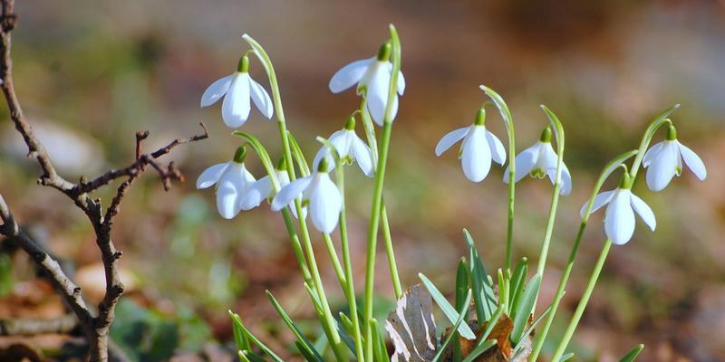 传说中的雪莲花（从神秘花语到传世传说）