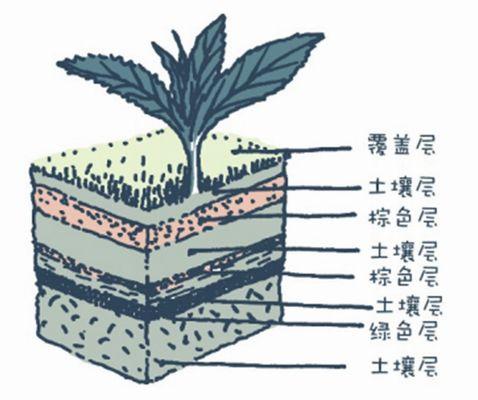 白兰花的种植与土壤配方（营养土壤提升栽培效果）