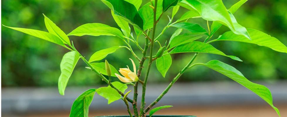 白兰花的毒性与室内养护方法（了解白兰花毒性避免误食与误触室内养护方法）