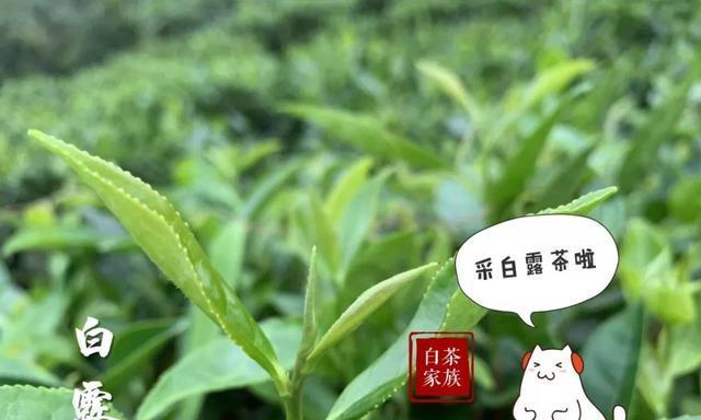 白露茶——一种传统的中国名茶（产地）