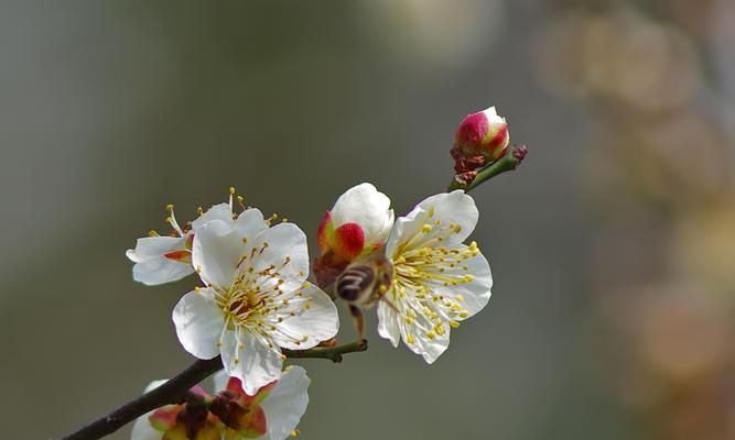 白梅开花时间及特点（白梅花的美丽）