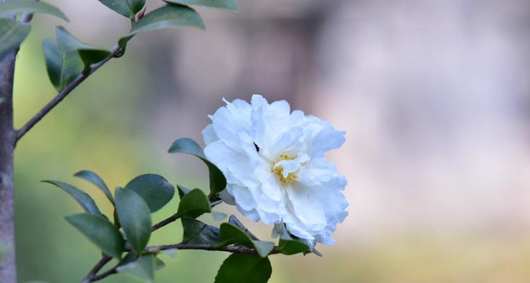 白色山茶花的花语与含义（探寻白色山茶花的深层意义）