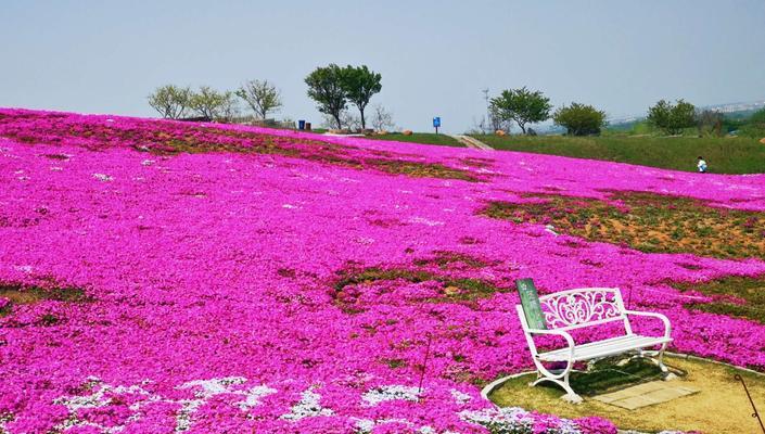 芝樱花语及其名称由来（揭秘芝樱的美丽寓意与文化渊源）