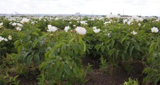 白芍的种植与管理技术（从选址到病虫害防治）