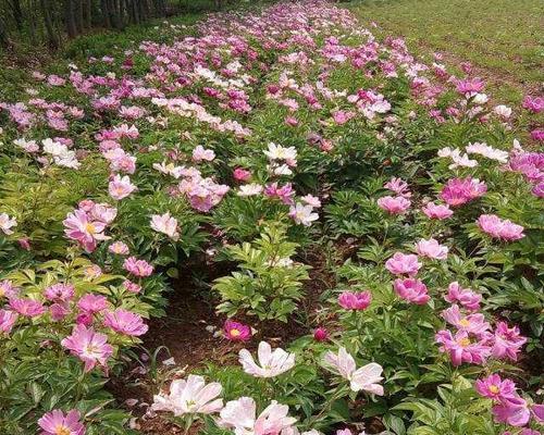 白芍的种植条件与环境要求（营养土壤）