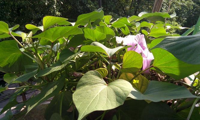 白薯开花的原因及条件分析（探究白薯开花的生态环境和生长习性）