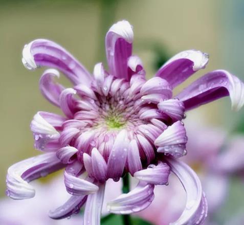 紫色菊花的花语和象征意义（探索紫色菊花的花语及其美丽背后的含义）