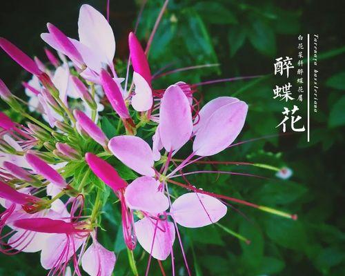 醉蝶花（深情醉蝶花）