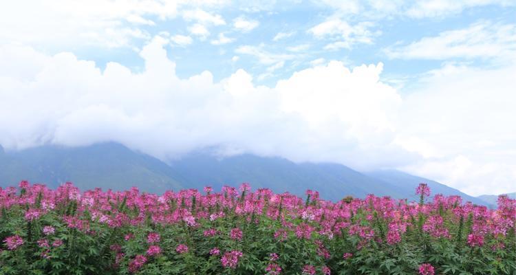 醉蝶花（探寻醉蝶花的花语）