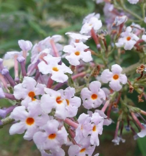 醉鱼草花语的深意与诠释（探索醉鱼草花语的神秘之旅）