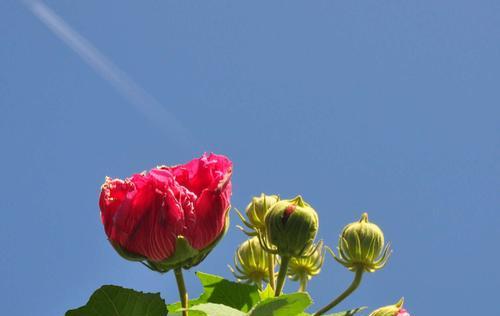 白芙蓉花的象征意义与传说故事（白芙蓉花——纯洁）