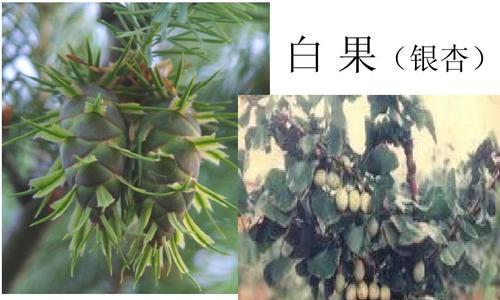 毛白杨，裸子植物之一（探究毛白杨的特征及分类）