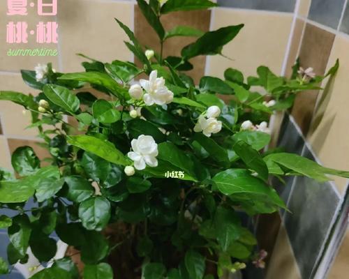 茉莉花的象征意义及文化传承（茉莉花的美丽与纯洁）