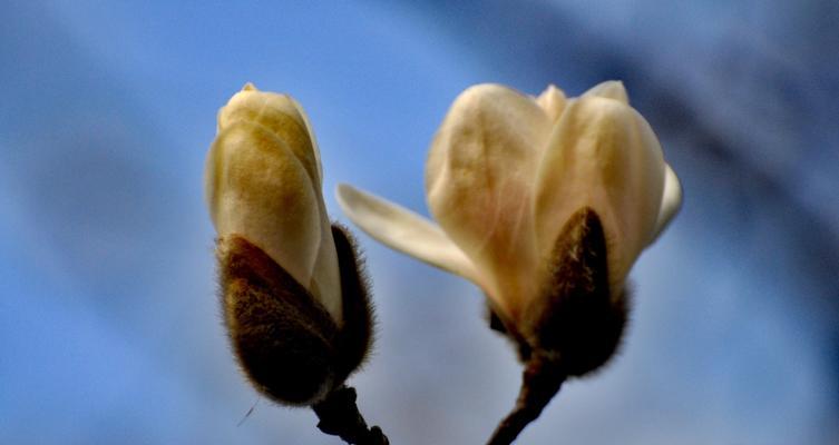 白玉兰开花时间和频率（探究白玉兰开花的生物学特性）