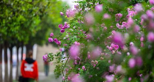 橘色蔷薇花语与代表意义——橘色花朵的温暖和激情（用橘色蔷薇传递情感的力量）