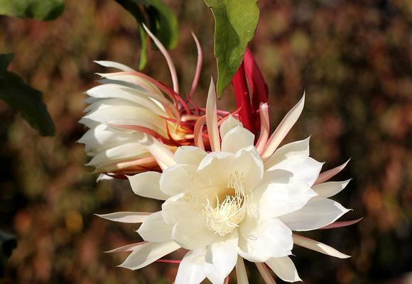 以昙花寓意生肖的奥秘（究竟哪个生肖最能与昙花相得益彰）