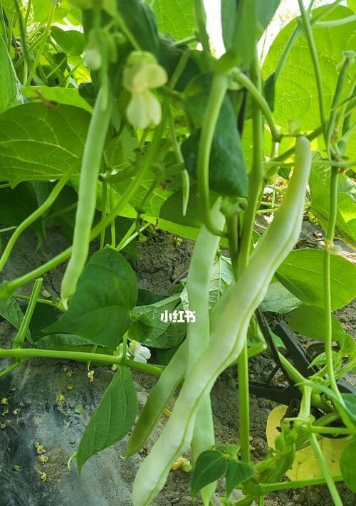 探秘白芸豆的种子（了解白芸豆的植物特性及营养价值）