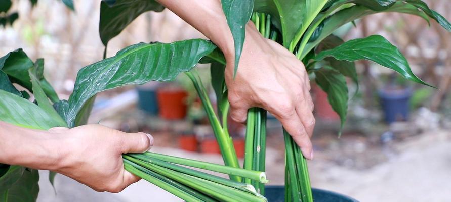 白掌换盆的最佳时间（如何正确地换盆以促进植物生长）