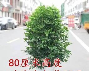 八方来财树开花的祥瑞预兆（财源滚滚）