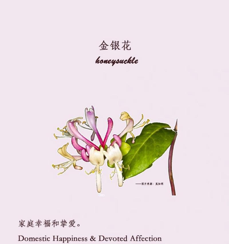 白蔷薇花语与其代表的意义（探索白蔷薇花语的浪漫寓意）