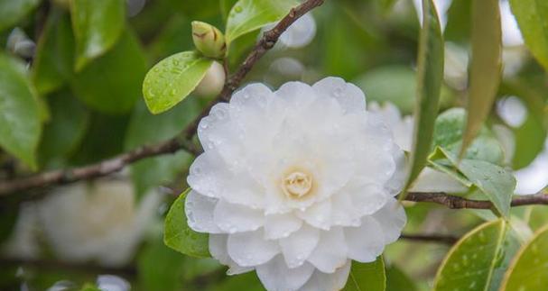 白色山茶花的花语（探寻白色山茶花的花语）