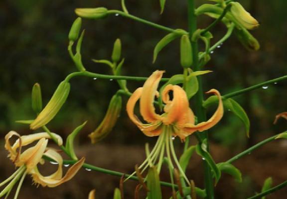 百合花的生长与繁殖（探究百合花的生命周期与繁殖方式）