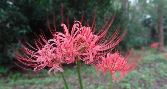 彼岸花（以彼岸花为象征的坚强与希望）