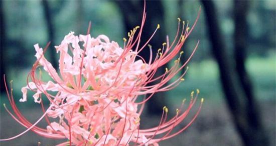 彼岸花的花语与寓意（揭示彼岸花的神秘）