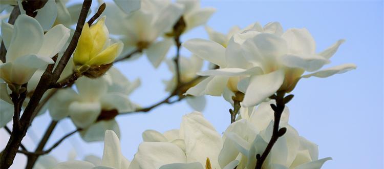 以花语表达爱怀——寓意深远的花朵向祖国献礼（用花传递爱）