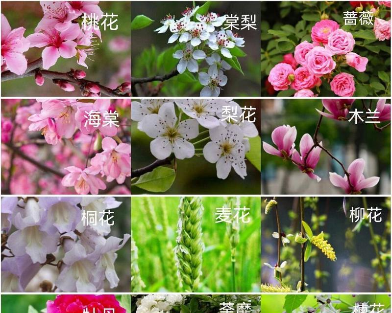 百合的花期及开花时间详解（从种类到开花时间）