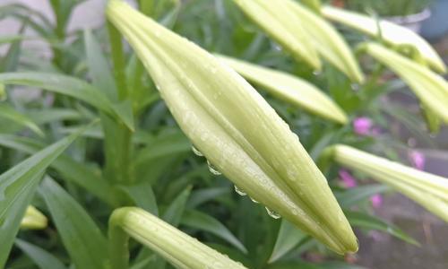 百合花期全解析（从开花时间到花期特点）