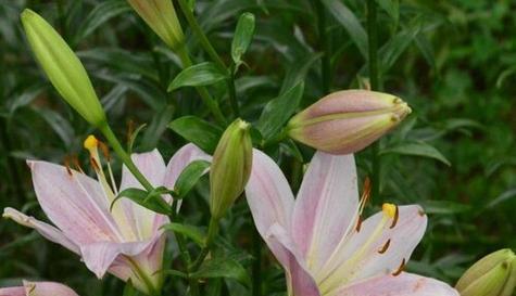 百合花的秋季开花时期（探究百合花秋季开花的原因及影响）