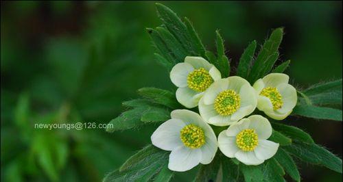 孤独的花（以花语传递孤独情感）