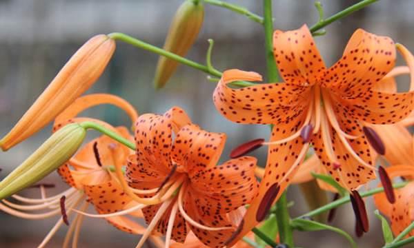 百合花的雌雄同株特性（百合花的生殖特性及影响因素）