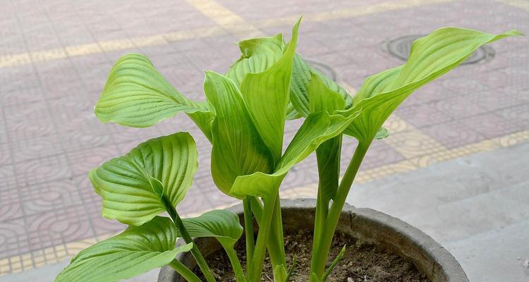 探究百合花不开花的原因与解决方法（探究百合花不开花的原因与解决方法）