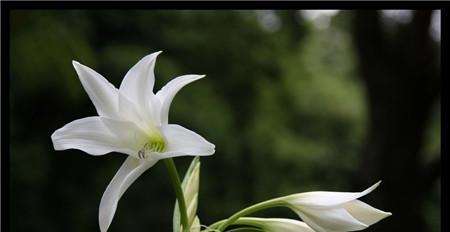 百合花的喜阳习性（探究百合花对太阳的热爱程度）