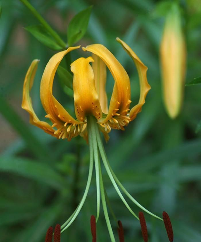 百合花（探究百合花的生长环境及养护要点）