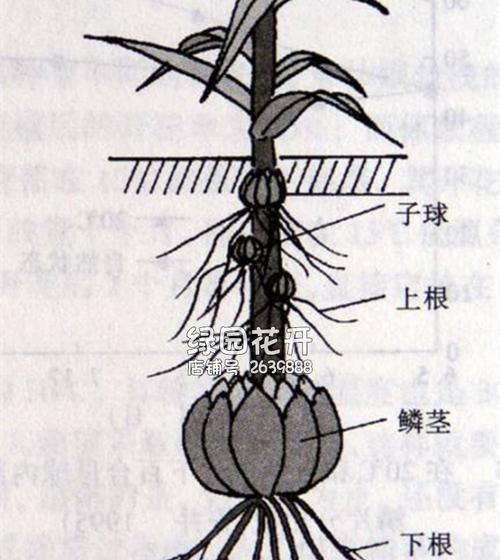 百合花移盆后如何正确浇水（百合花移盆后需要注意什么）