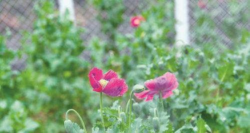 邪恶之花（探索花朵中的邪恶本质）