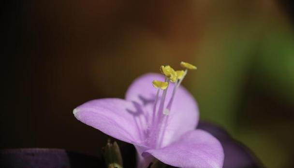 花之语（探索花海中最美的告白方式）