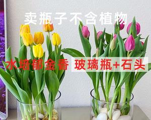 百合花种球水养的方法（不需要土壤）