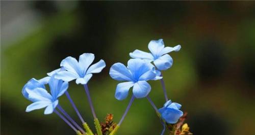 忧郁的花（花语中的忧郁与情感抒发）